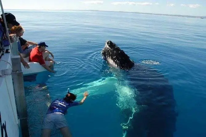 a group of people watching a humpback whale from a boat.